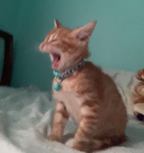 Meet your Posher, Diego